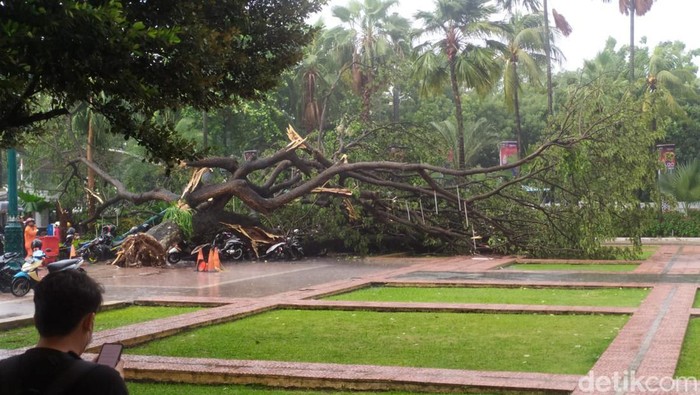 Pohon besar tumbang di Balai Kota DKI Jakarta (Kadek/detikcom)