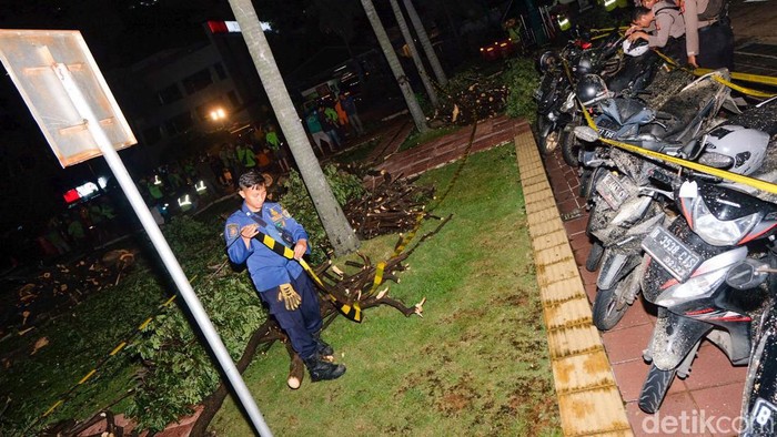Pohon Tumbang di Balai Kota Dievakuasi, Ini Penampakannya Pohon berukuran besar di Balai Kota Jakarta tumbang. Pohon tersebut telah dievakuasi.