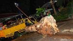 Pohon Tumbang di Balai Kota DKI Dievakuasi, Ini Penampakannya