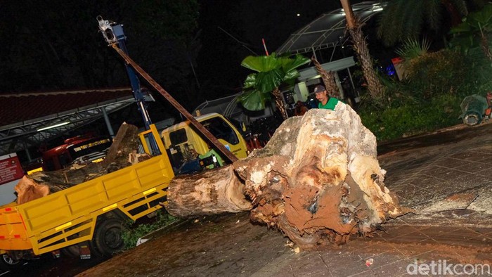 Pohon Tumbang di Balai Kota Dievakuasi, Ini Penampakannya Pohon berukuran besar di Balai Kota Jakarta tumbang. Pohon tersebut telah dievakuasi.