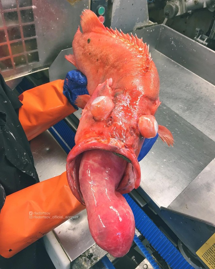 Pria Ini Tangkap Ikan yang Bentuknya Mengerikan Seperti Monster