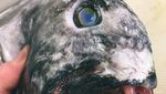 Pria Ini Tangkap Ikan yang Bentuknya Mengerikan Seperti Monster