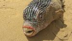 Pria Ini Tangkap Ikan yang Bentuknya Mengerikan Seperti Monster