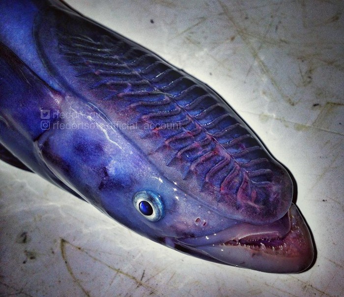 Pria Ini Tangkap Ikan yang Bentuknya Mengerikan Seperti Monster