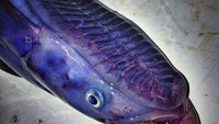 Kalau sering nonton film bertema alien, ikan berwarna ungu yang satu ini punya tampilan mirip seperti monster di film alien.  Foto: Instagram @rfedortsov_official_account