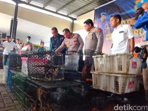 Penyelundupan 104 Satwa Langka-Dilindungi dari Papua ke Surabaya Digagalkan
