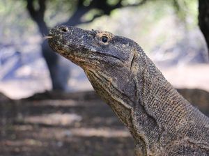 Daftar 12 Destinasi Wisata Super Premium di Taman Nasional Komodo