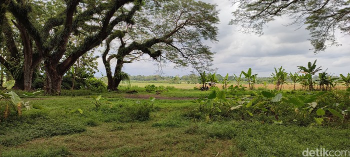 de-djawatan Banyuwangi
