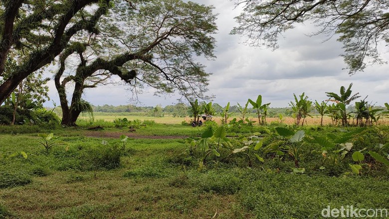de-djawatan Banyuwangi de-djawatan Banyuwangi