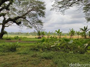 de-djawatan Bak Gula, Sawah dan Ladang Pelengkapnya