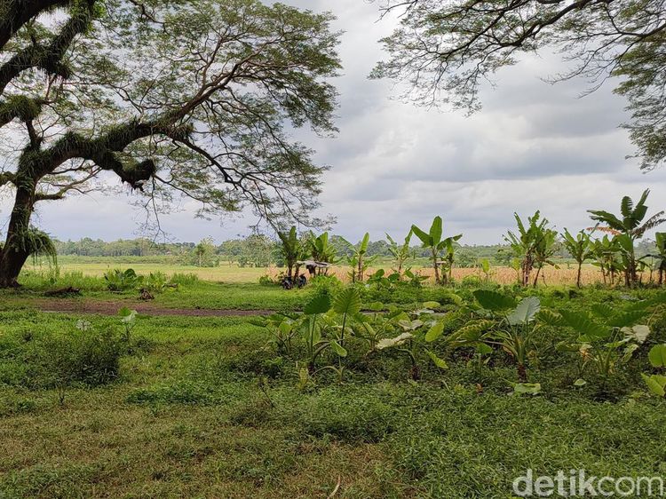 Sisi Lain de-djawatan yang Magis, Ternyata...