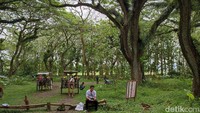 Jika dilihat seksama, hutan pohon trembesi de-djawatan Banyuwangi berada dikelilingi oleh sawah dan ladang.