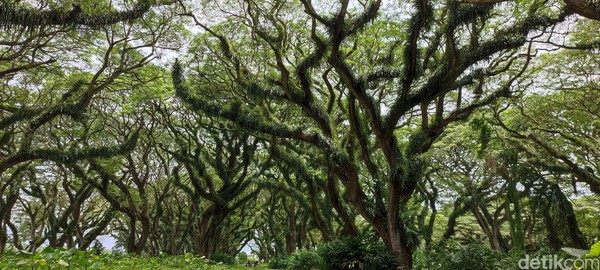 Hutan sepetak yang mirip latar Lord of The Rings itu dipenuhi oleh pohon trembesi berusia ratusan tahun. Sisi magisnya adalah lumut dan tumbuhan parasit yang menjalar di dahan-dahannya seperti bagian asli pohon.