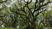 Hutan sepetak yang mirip latar Lord of The Rings itu dipenuhi oleh pohon trembesi berusia ratusan tahun. Sisi magisnya adalah lumut dan tumbuhan parasit yang menjalar di dahan-dahannya seperti bagian asli pohon.