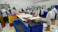 Sebelumnya, PT Perikanan Indonesia juga mengekspor komoditas yang sama yakni tuna sebanyak 20 ton ke Amerika Serikat pada Juni 2022 dari salah satu Cabang perusahaan di Benoa, Provinsi Bali.