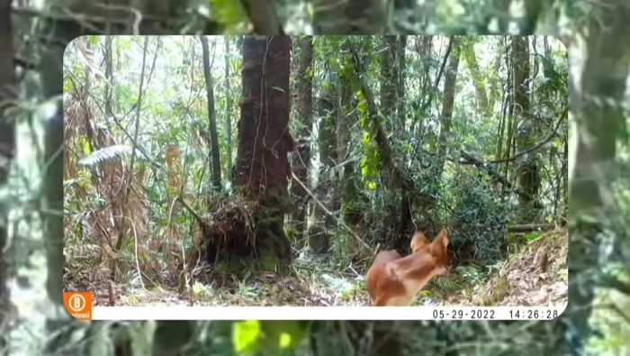 Fauna langka ajag yang tertangkap kamera pengintai di Taman Nasional Gunung Leuser, akhir Mei 2022 lalu
