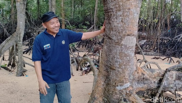 Gerry menunjukkan pohon bakau yang diperkirakan telah berumur puluhan tahun