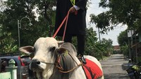 Video Anggit bertoga sambil menunggang sapi viral di media sosial. Dia membawa masuk sapinya ke kampus setelah wisuda selesai. Sebab, sapinya dilarang masuk sebelum atau saat wisuda berlangsung. Foto: dok. Anggit Setiawan 