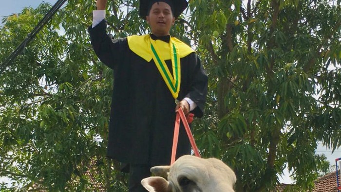 Mahasiswa Univet Bantara Sukoharjo, Anggit Setiawan (24), menunggang sapi setelah wisuda, Kamis (10/11/2022). Mahasiswa Univet Bantara Sukoharjo, Anggit Setiawan (24), menunggang sapi setelah wisuda, Kamis (10/11/2022).