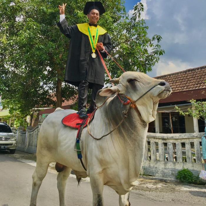 Mahasiswa Univet Bantara Sukoharjo Anggit Setiawan (24) saat menunggangi sapi setelah acara wisuda, Kamis (10/11/2022).