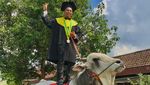 Momen Serunya Mahasiswa Univet Bantara Sukoharjo Wisuda Naik Sapi
