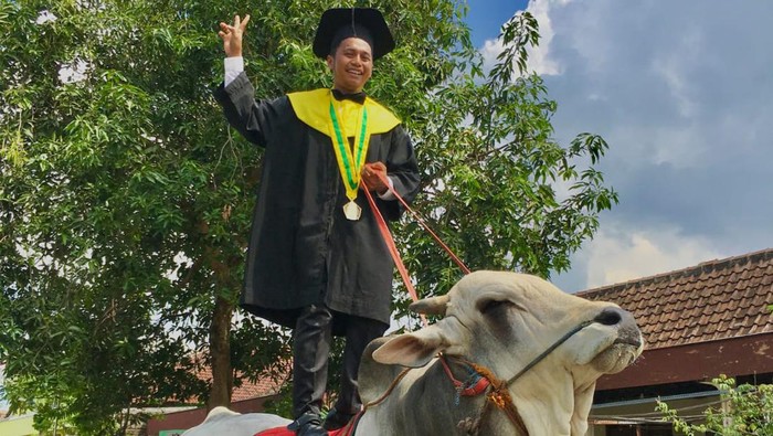 Mahasiswa Univet Bantara Sukoharjo Anggit Setiawan (24) saat menunggangi sapi setelah acara wisuda, Kamis (10/11/2022). Mahasiswa Univet Bantara Sukoharjo Anggit Setiawan (24) saat menunggangi sapi setelah acara wisuda, Kamis (10/11/2022).