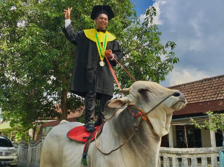 Momen Serunya Mahasiswa Univet Bantara Sukoharjo Wisuda Naik Sapi