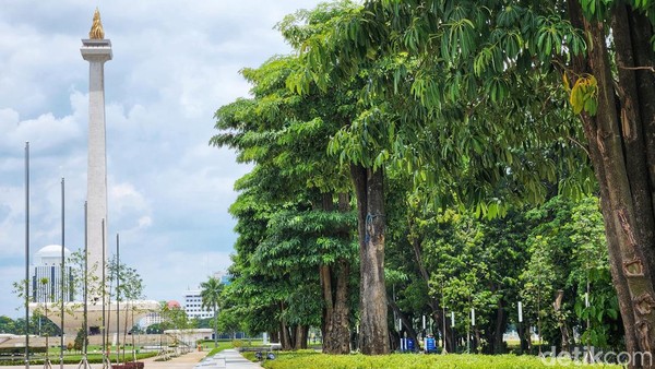 Pemerintah berencana akan menghijaukan kembali kawasan Monas di Jakarta. 