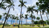 Pohon-pohon palem tampak tinggi menjulang. Dengan adanya rencana tersebut, maka kawasan Monas akan terlihat hijau dan asri.