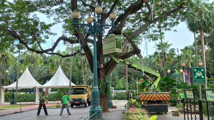 Pemprov DKI Rapikan Pohon di Balai Kota Buntut Trembesi Tumbang Timpa 6 Orang. (Anggi/detikcom)