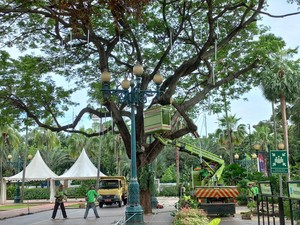 Pemprov DKI Cek Tingkat Keropos Pohon di Balai Kota, Begini Hasilnya