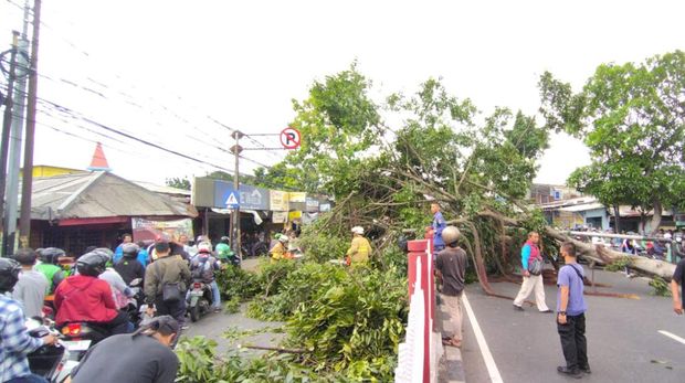 Pohon Tumbang Akibat Angin Kencang di Jalan Raya Bogor (Istimewa)