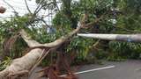24 Bencana Terjadi di Kota Bogor Selama Januari, Terbanyak Pohon Tumbang