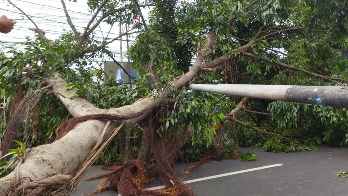 Pohon Tumbang Akibat Angin Kencang di Jalan Raya Bogor (Istimewa)