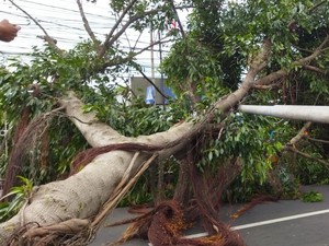 Pohon Tumbang di Jalan Raya Bogor, Lalin Sempat Macet