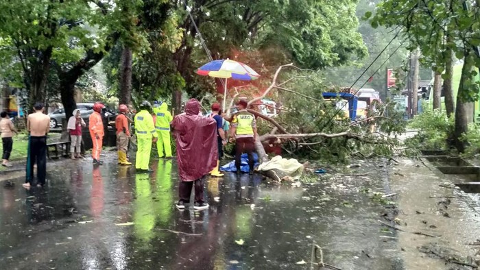 pohon tumbang tewaskan pemotor di kota malang