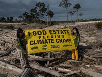 Indonesia Jadi Negara yang Kehilangan Hutan Terbanyak Kedua di Dunia, Ini Penyebabnya