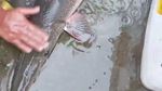 Penampakan Ikan Aligator di Bogor Dievakuasi Usai 15 Tahun Dipelihara