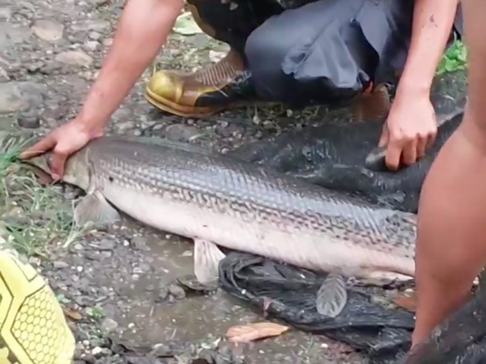Seorang warga Bogor panik karena ikan aligator gar yang dipeliharanya selama 15 tahun semakin besar. Dia meminta bantuan damkar karena takut ada korban. (dok Istimewa)