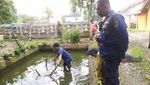 Penampakan Ikan Aligator di Bogor Dievakuasi Usai 15 Tahun Dipelihara