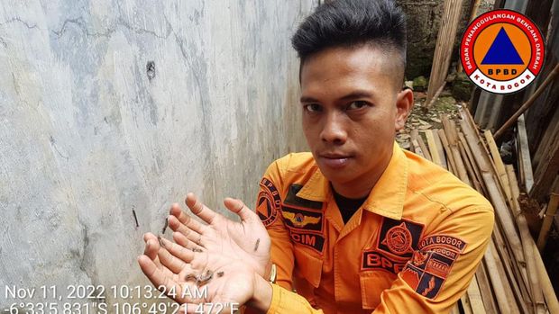 'Serangan' ulat bulu dipermukiman warga, Kota Bogor, Jawa Barat.