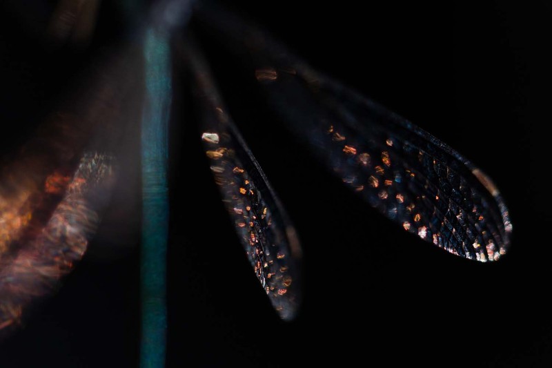 Jawara European Wildlife Photographer of the Year 2022