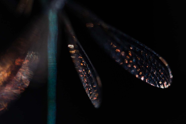 European Wildlife Photographer of the Year 2022 Jawara European Wildlife Photographer of the Year 2022