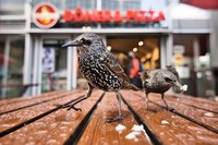 Jawara European Wildlife Photographer of the Year 2022