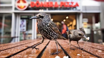 Kebab and pizza karya Anton Trexler dari Jerman memenangkan kategori Young Photographer 15 to 17 years. Foto: Anton Trexler/European Wildlife Photographer of the Year