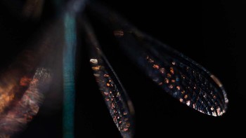 Glittering karya Simone Baumeister dari Jerman memenangkan kategori Natures Studio. Foto: Simone Baumeister/European Wildlife Photographer of the Year