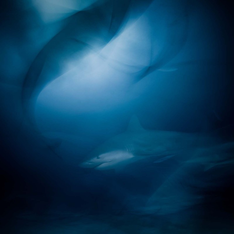 Jawara European Wildlife Photographer of the Year 2022