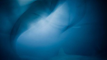 4 years and 103 hours karya Jacob Degee dari Polandia memenangkan kategori Underwater World. Foto: Jacob Degee/European Wildlife Photographer of the Year