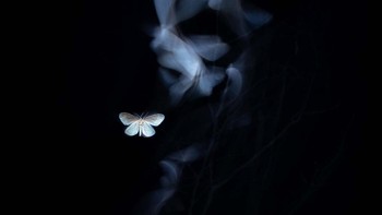 Kissed by a ghost karya Tibor Litauszki dari Hungaria memenangkan kategori Other Animals. Foto: Tibor Litauszki/European Wildlife Photographer of the Year