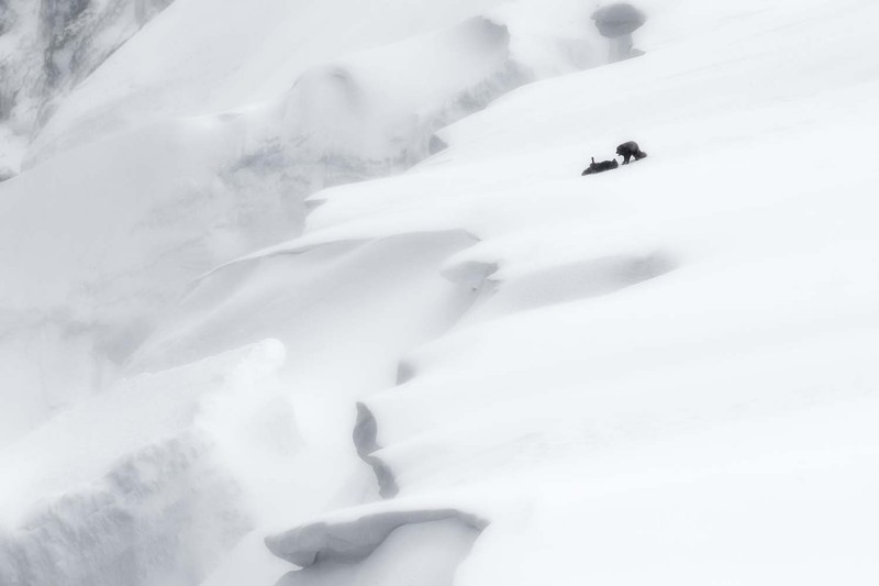 Jawara European Wildlife Photographer of the Year 2022